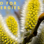 allergy season natural remedy, natural allergy cures, allergy season 2019, allergy index, colorado natural medicine and acupuncture