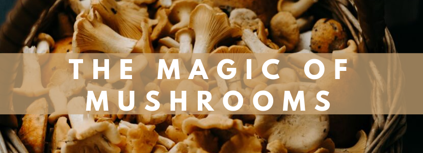 medicinal mushrooms, mushroom supplements, mushroom diet, mushroom nutrition, colorado natural medicine and acupuncture, castle rock