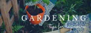 Gardening, gardening in Colorado, natural nutrition, acupuncture, naturopathic medicine, castle rock